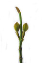 cornelian cherry (cornus mas), twig with leave bud (apical) and two flower buds (below). 2009-01-26, Pentax W60. keywords: gelber hartriegel, cornouiller male, corniolo